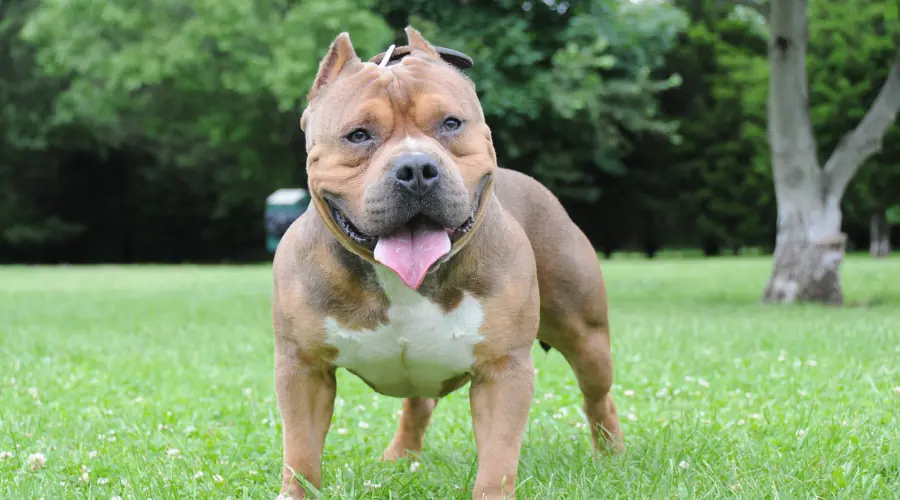 XL Bully Type Dog