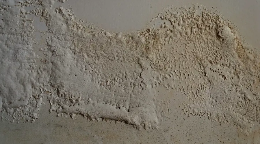 Rising Damp Identified By White Tide Marks On The Wall