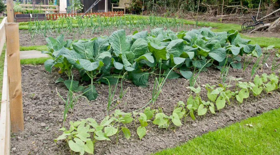 Allotments Are A Great Way To Get Outdoors And Enjoy Nature